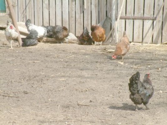 Hoţ de păsări, prins de poliţiştii din Medgidia